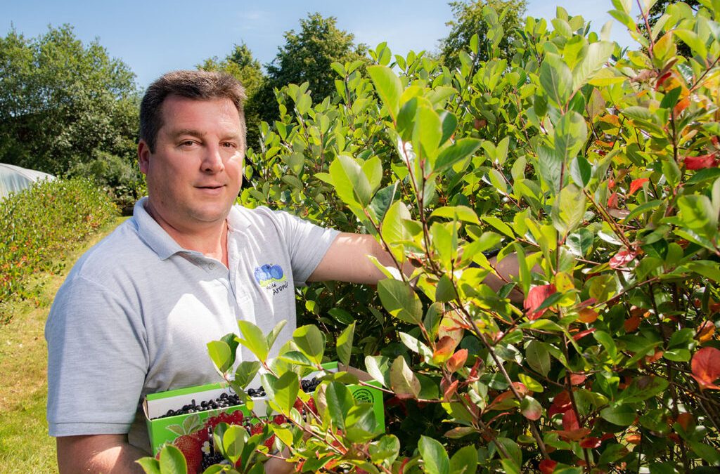 Aroniabeeren-Ernte: Superfood aus Niedersachsen