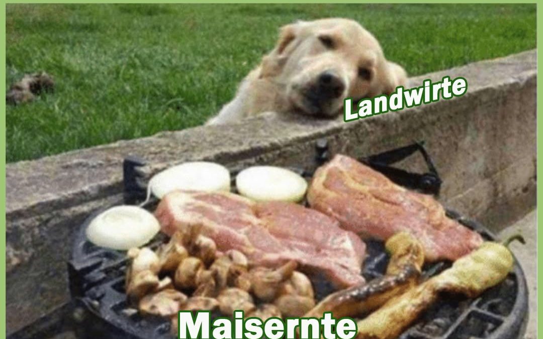 Das Warten fällt schwer… 🌽🌽🌽❤️ #Ernte2025 #Mais #Maisfahren #Landwirtschaft