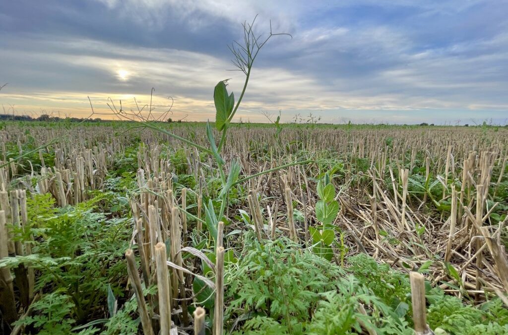 Zwischenfrüchte sichern Nährstoffe für die nächste Ernte