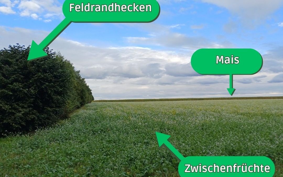 Während vorn schon die Zwischenfrüchte&hellip;