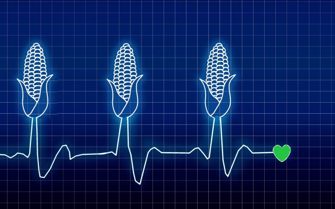 Es geht langsam wieder los! 🌽🌽🌽 Maisernte 2025! Wer ist schon dabei? #Mais #Ernte2025 #Maisfahren