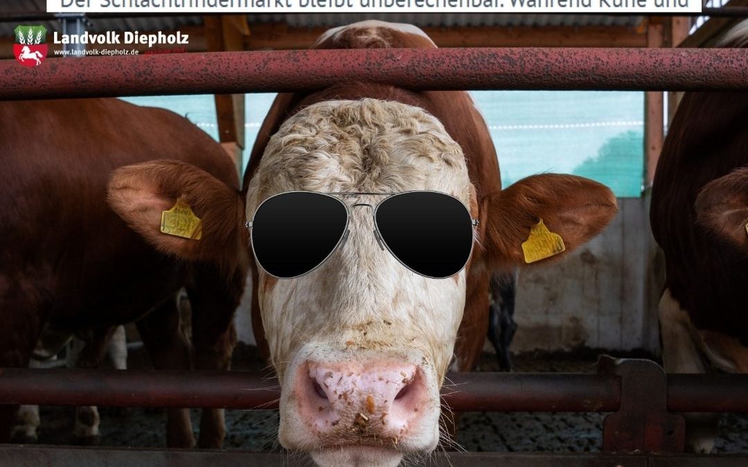 🤙🐮 Cool bleiben, auch wenn&hellip;