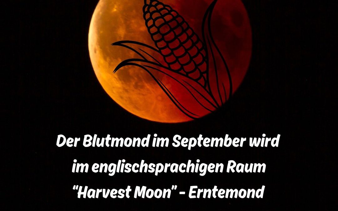 Wunderschön! 🌕🔴🌽 #Blutmond #Harvestmoon #Ernte2025