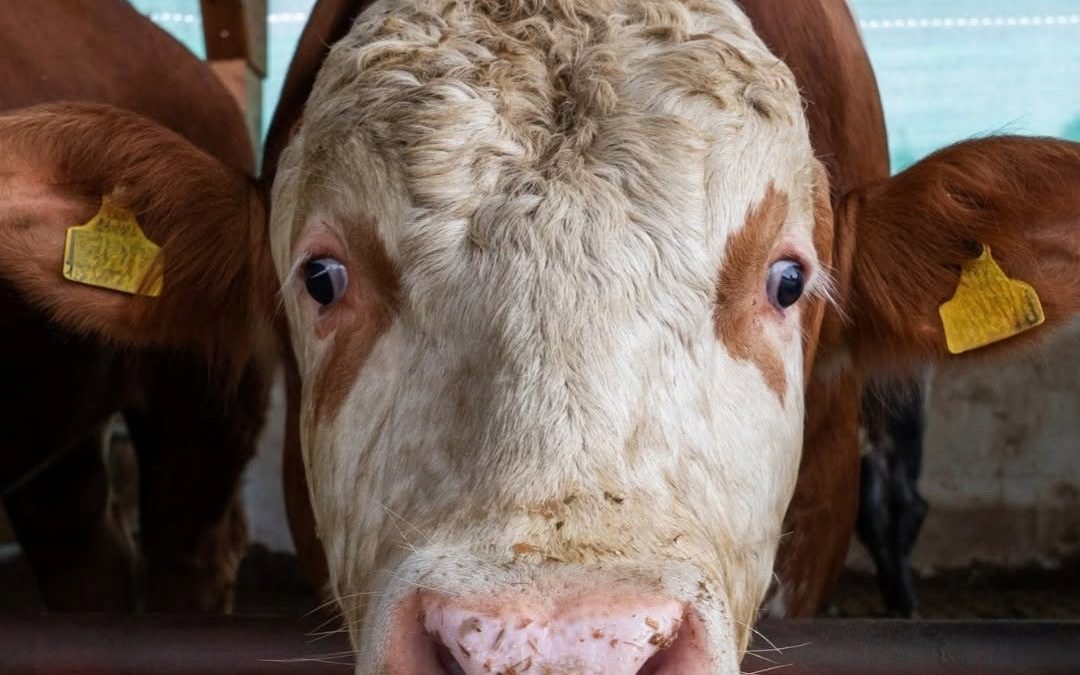 #Coolness #Cowcontent