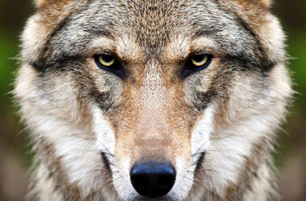 Ehlers: „Meyer lässt sich beim Wolf weiter Zeit!“