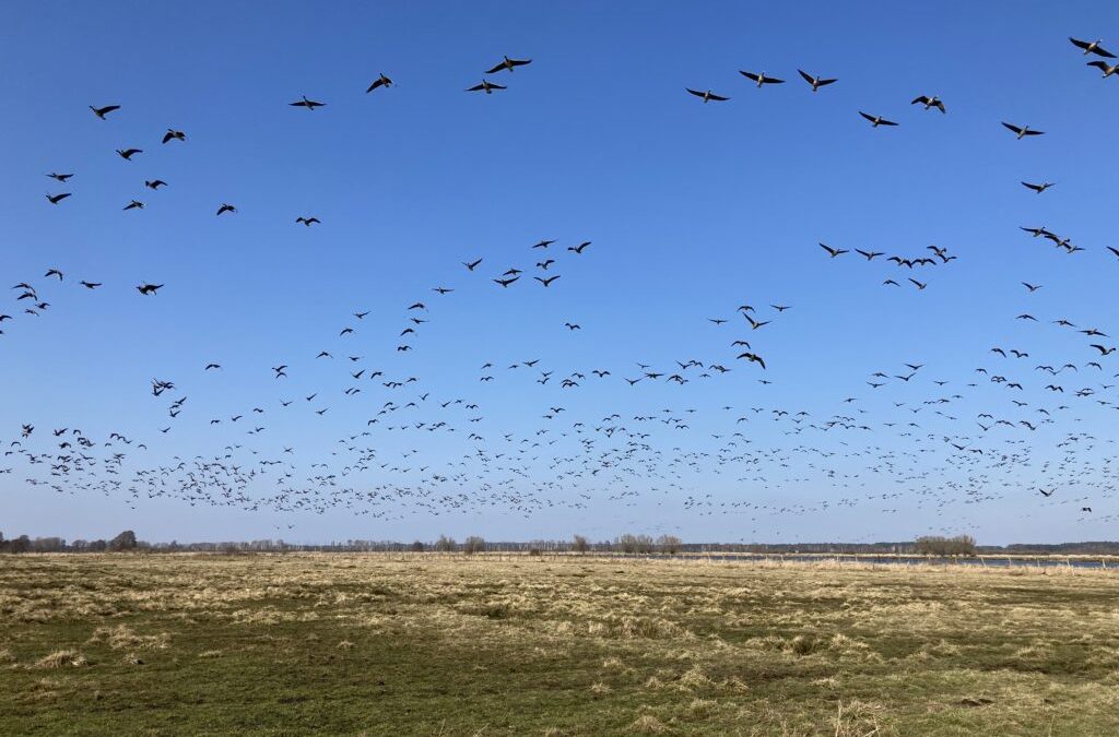Wachsende Gänsebestände werden für Landwirte zur Belastung