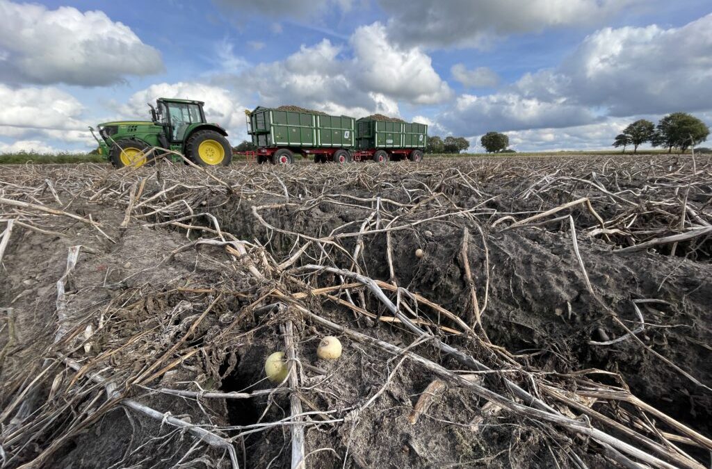 Kartoffelland Niedersachsen: Wenn der Erfolg zum Problem wird