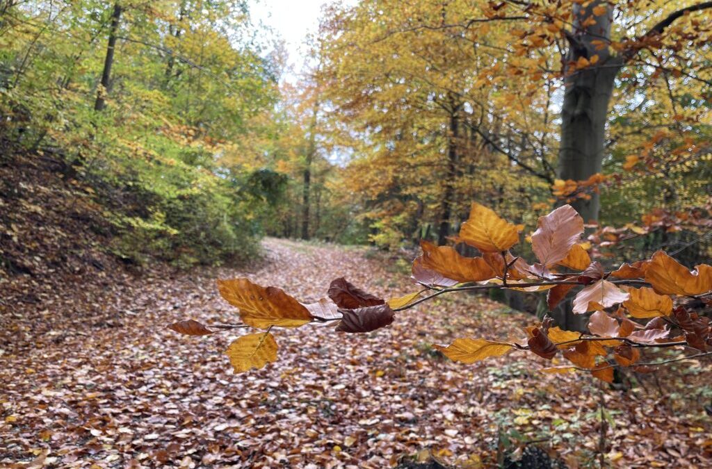 Politik lässt beim Waldumbau nur wenig Spielraum