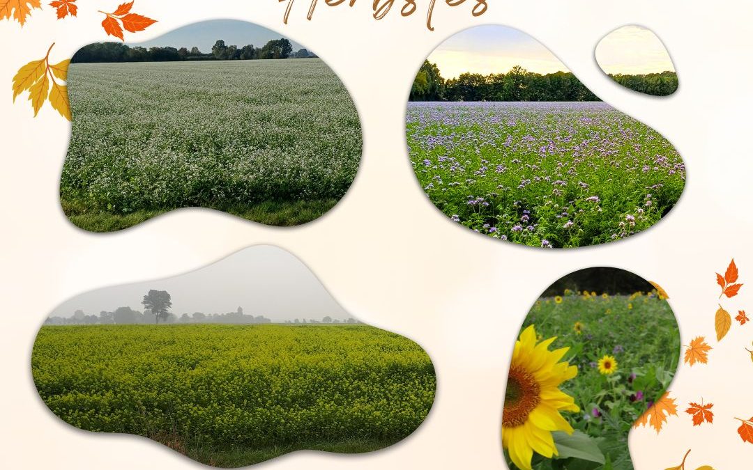 Die Zwischenfrüchte bringen besondere Farben&hellip;