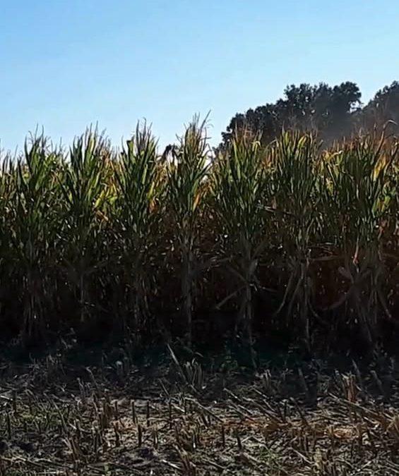 #Ernte2025 #Mais #Jaws