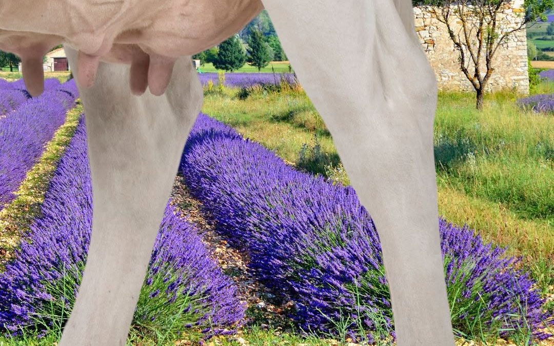 Oder hieß das doch "Kräuter der Provence?" 🇫🇷 🤔 #Cowcontent #Wortwitz #Provence