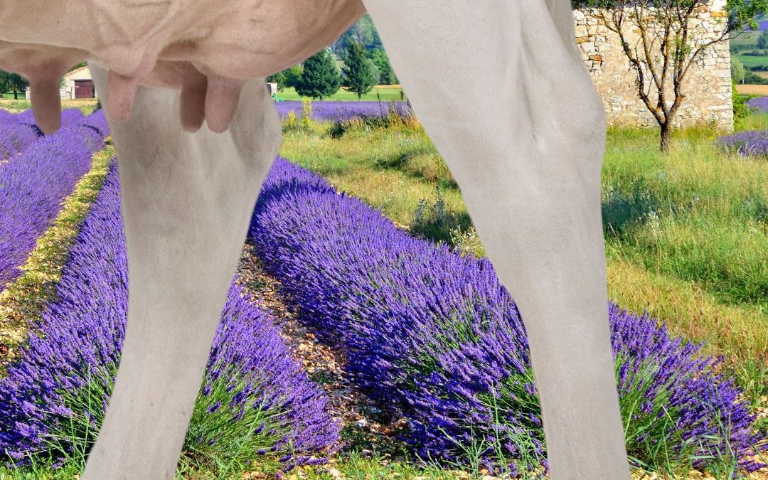 Oder hieß das doch "Kräuter&hellip;