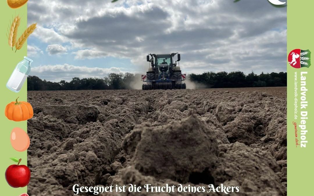 Dankbarkeit hilft, vieles nicht als selbstverständlich hinzunehmen. #Erntedank #Ernte2025 #Landwirtschaft