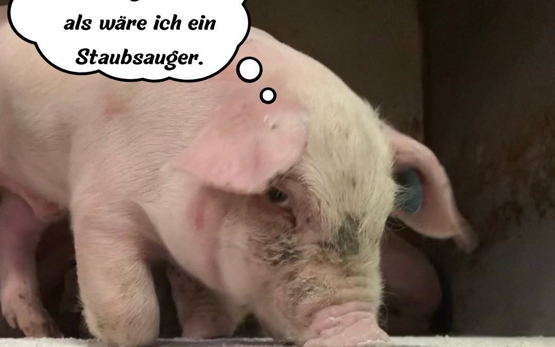 🐷🐽 #Ferkelfreitag #Pigcontent #Ferkel #Schweine