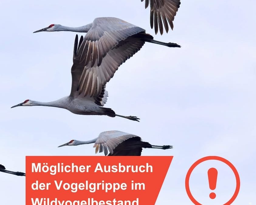 Vogelgrippe bei den Kranichen? Todfunde&hellip;