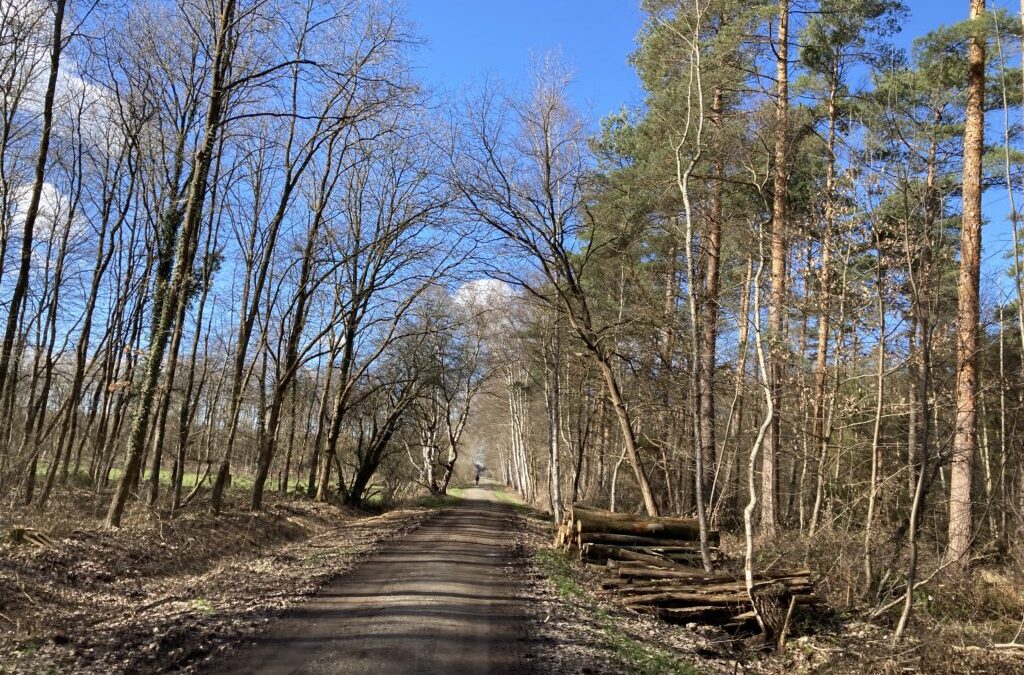 Bürokratie schützt keine Bäume