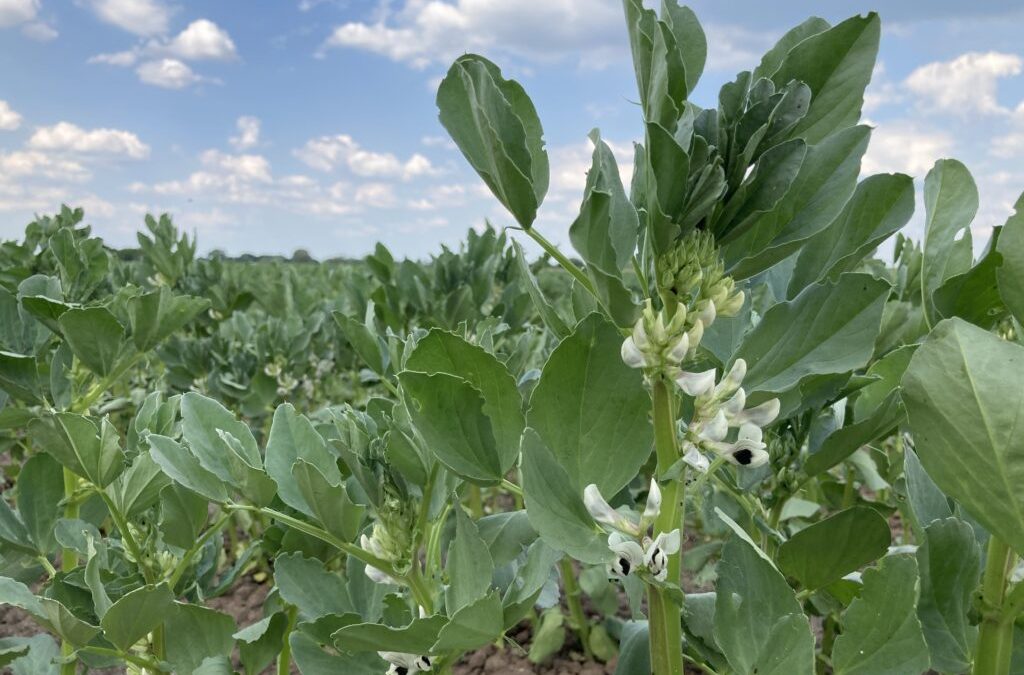 Vom Alltagsbraten zur Ackerbohne?
