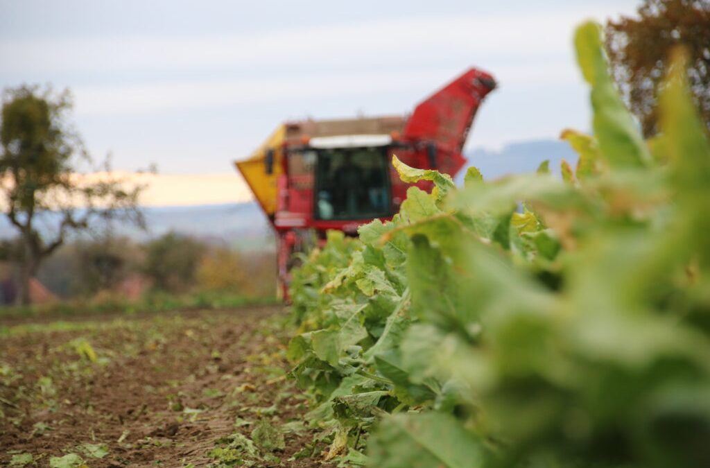 Gute Rübenernte – Zuckermarkt weiter unter Druck