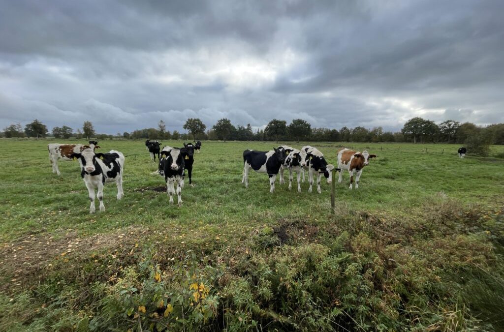 Grünlandbewirtschaftung vor neuen Herausforderungen