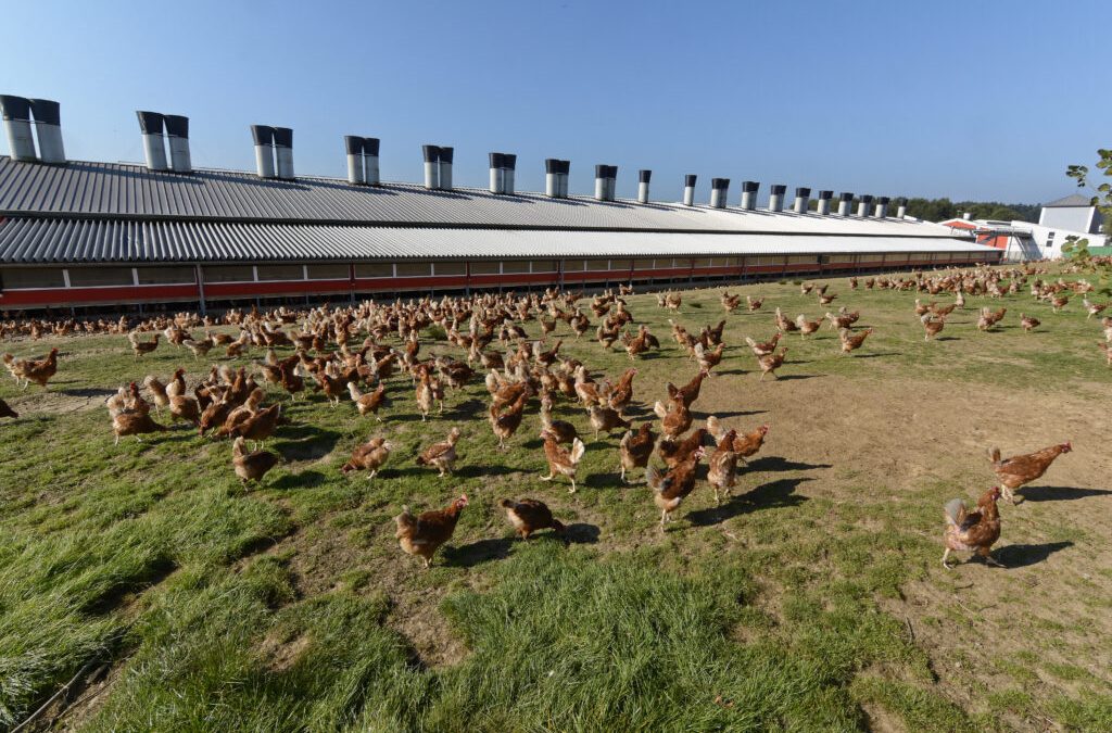 Vogelgrippe breitet sich rasant aus
