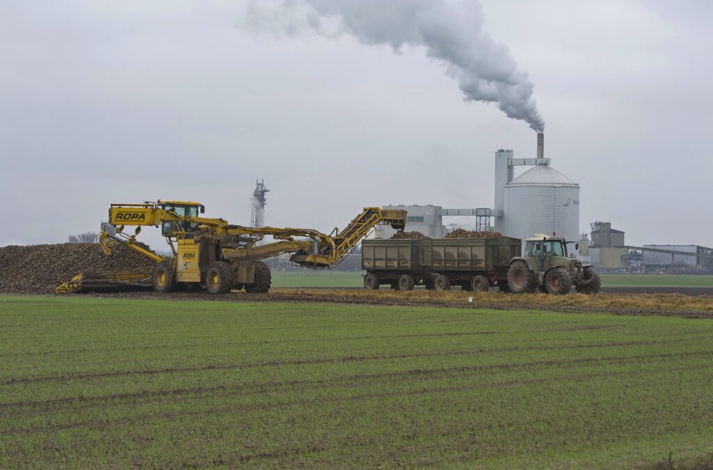 Zuckerrübenernte: Wie Bonbons auf dem Acker