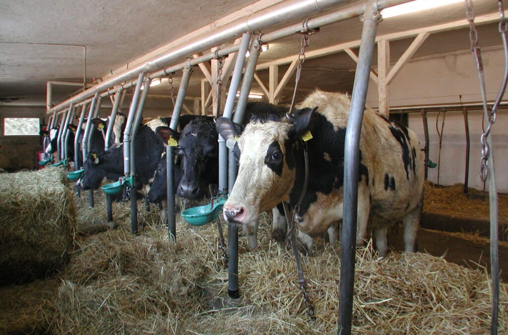 Landwirtschaft erwartet zugesagte Fördermittel und Genehmigungen statt Aktionismus