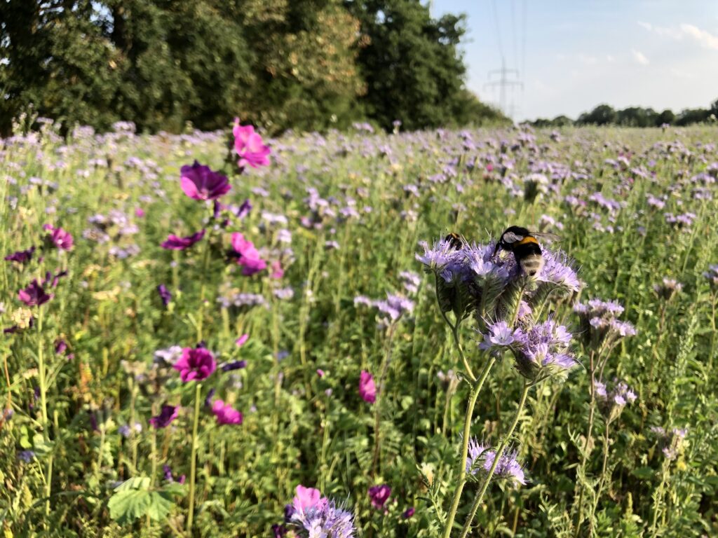 <a href="https://landvolk.net/lpdartikel/wenn-landwirtschaft-neue-lebensraeume-schafft/" target="_blank">Wenn Landwirtschaft neue Lebensräume schafft</a>