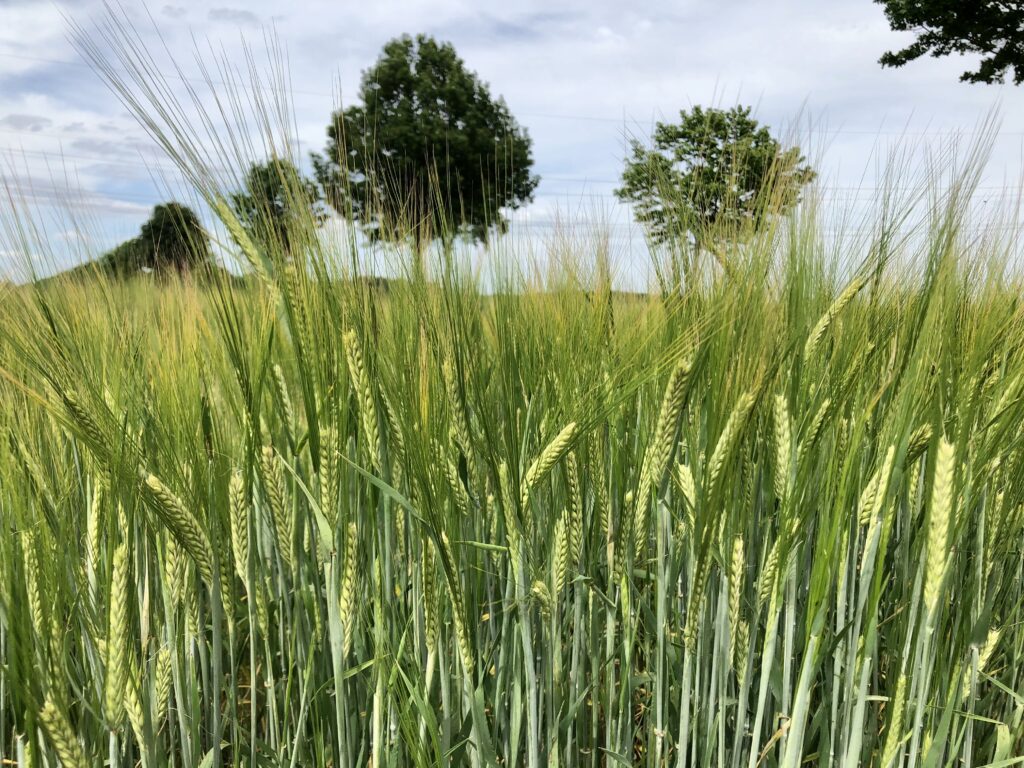 <a href="https://landvolk.net/lpdartikel/bauern-starten-mit-sommergetreide-ins-fruehjahr/" target="_blank">Bauern starten mit Sommergetreide ins Frühjahr</a>