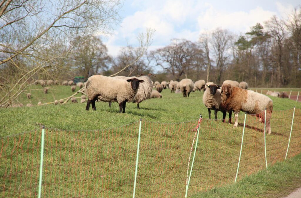 Wolf im Jagdrecht: Jetzt muss Niedersachsen handeln!