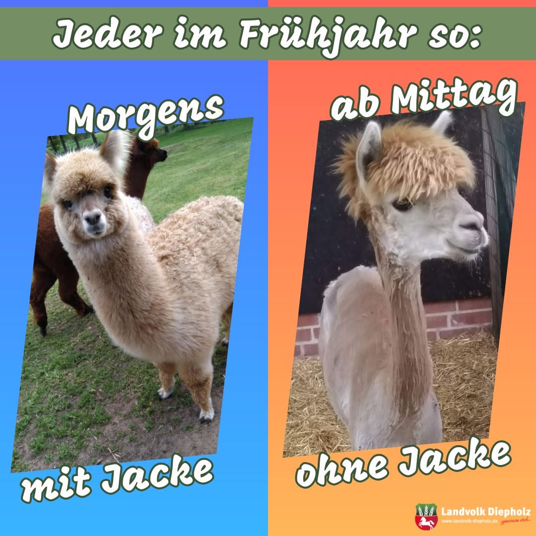 <a href="https://www.instagram.com/p/DVkvXc1AX4R" target="_blank">Zu kalt… zu warm… wer kennt es nicht? Ob es den Alpakas auch so ergeht? #Frühling #Wetter #Alpaka #Alpakaliebe</a>