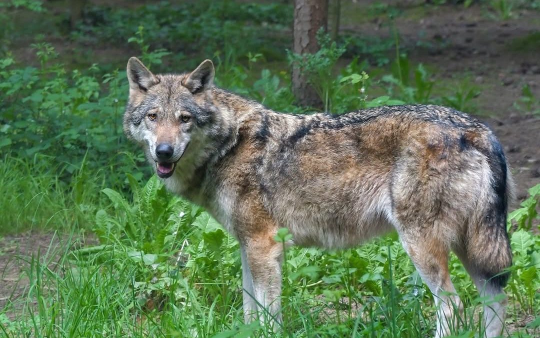 Der Wolf ist nun im&hellip;