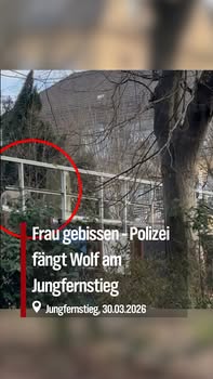 🐺 Wolfsangriff mitten in der&hellip;