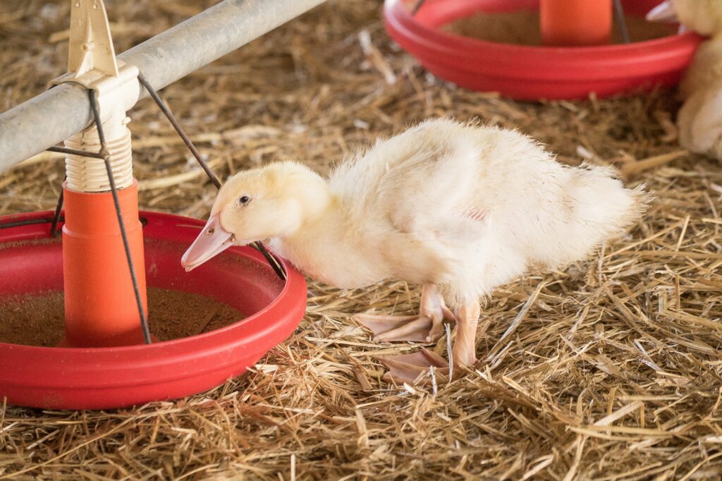 <a href="https://landvolk.net/lpdartikel/entenhaltung-niedersachsen-setzt-massstaebe/" target="_blank">Entenhaltung: Niedersachsen setzt Maßstäbe</a>