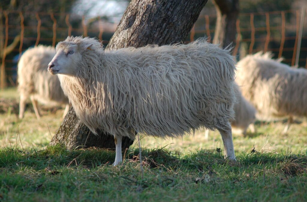 Alte Rassen: Zwischen Herzblut und Herdenschutz