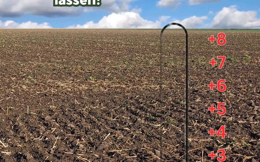 #Mais #Maisfieber #Landwirtschaft