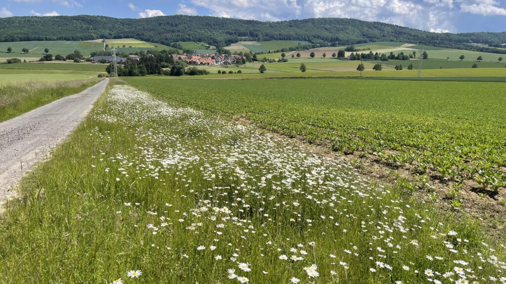 <a href="https://landvolk.net/lpdartikel/jetzt-wegraender-in-niedersachsen-planen/" target="_blank">Jetzt Wegränder in Niedersachsen planen</a>