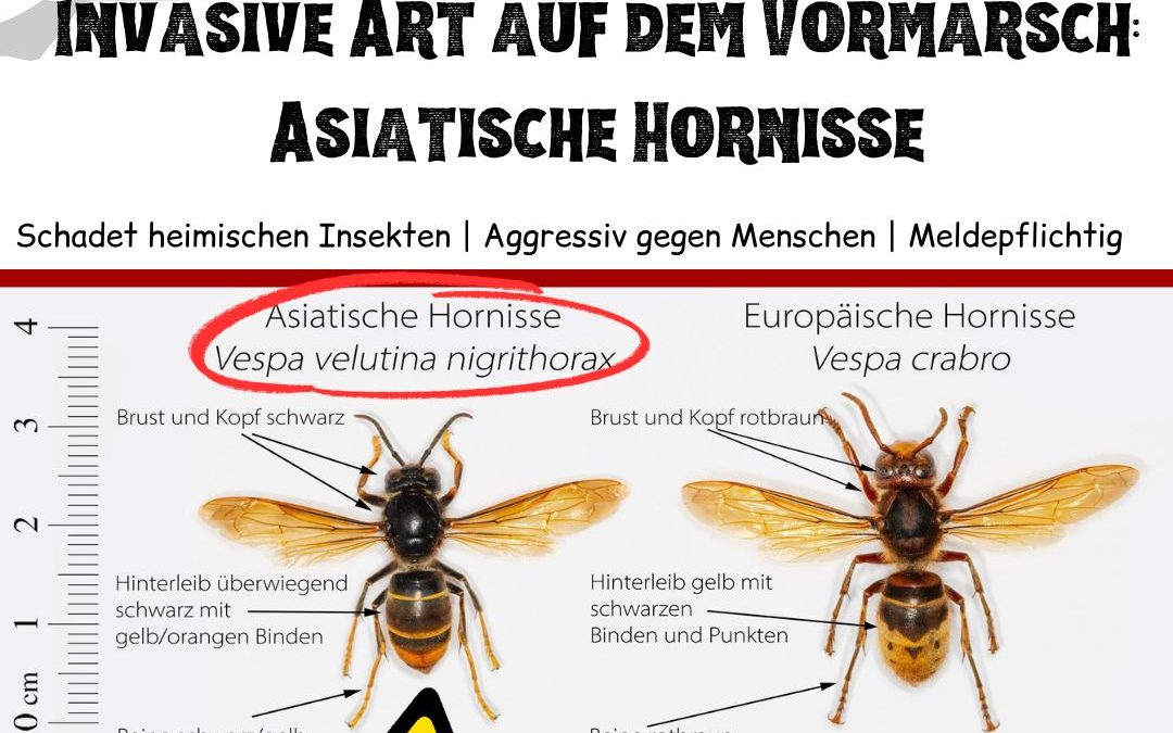 Eine Begegnung kann unangenehm werden&hellip;