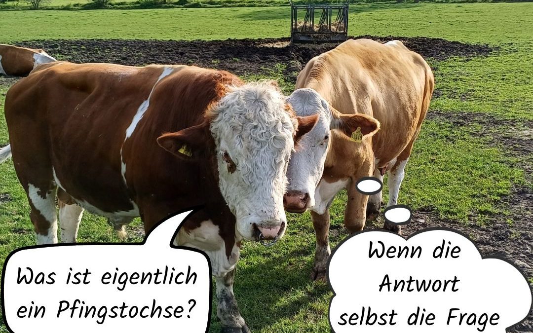 Neulich auf der Weide. 🐮&hellip;