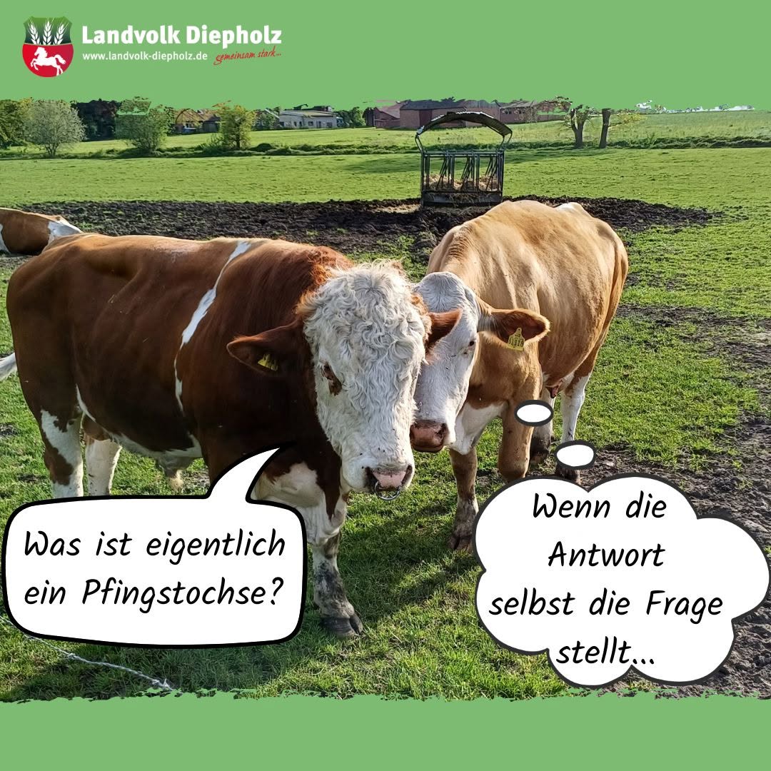 <a href="https://www.instagram.com/p/DYq5tZ_goip" target="_blank">Neulich auf der Weide. 🐮 #Rinder #Pfingstochse</a>
