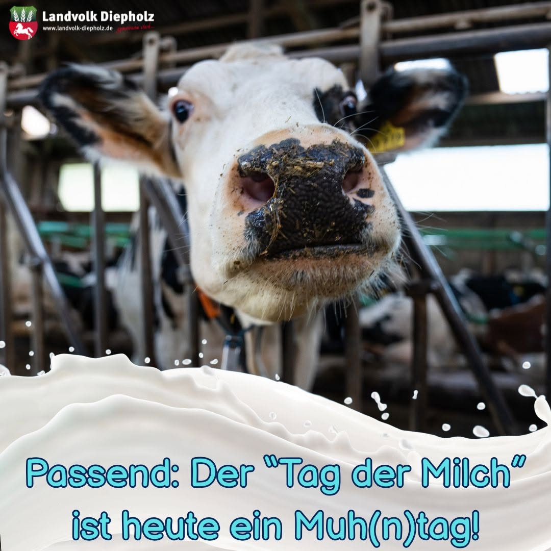 <a href="https://www.instagram.com/p/DZC81w-DsWA" target="_blank">Von der Muh… also Kuh… zur Milch: Von Futteranbau über die Zucht und Tierhaltung 🐮 bis zur Verarbeitung, am Ende st…</a>