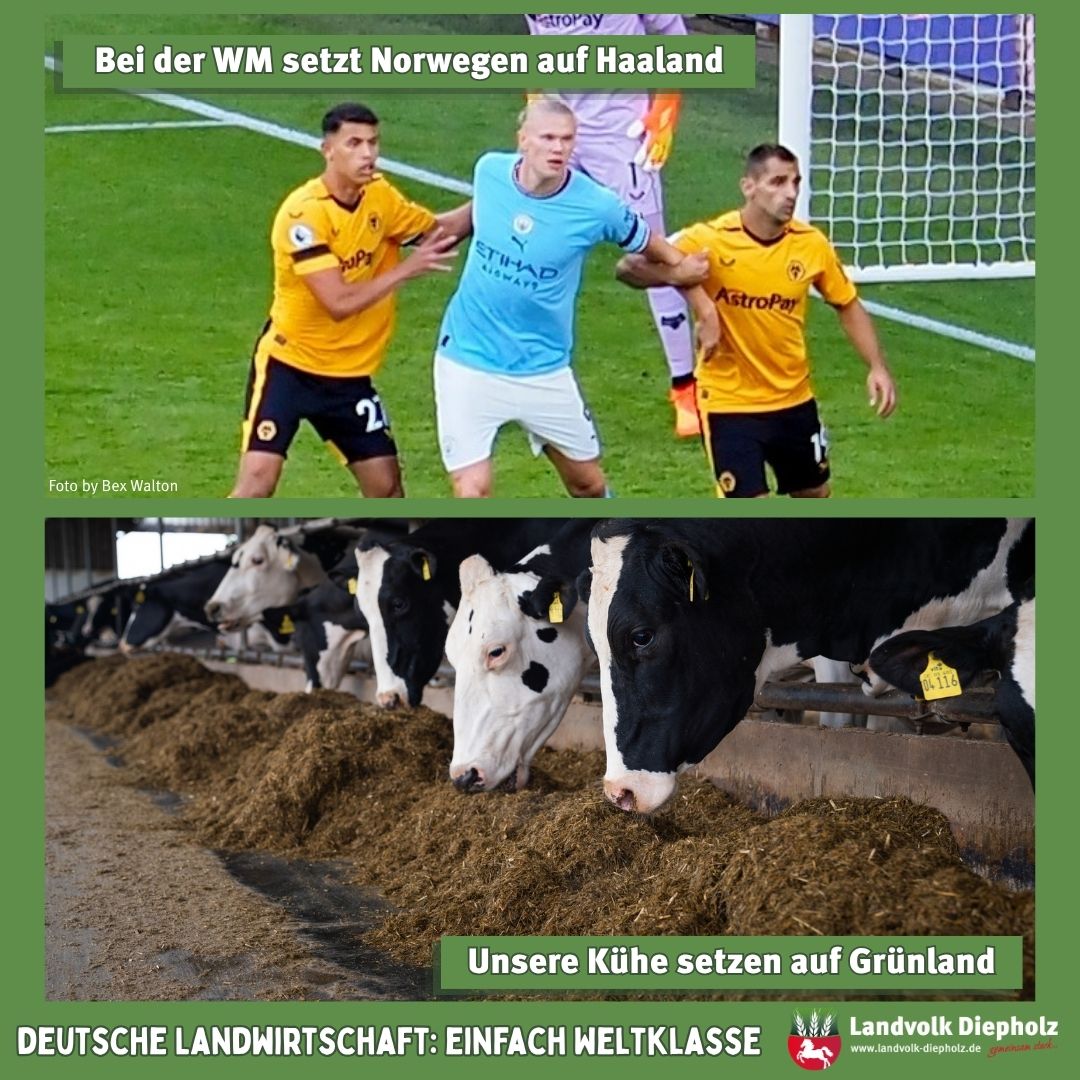 <a href="https://www.instagram.com/p/DZpqprdifa6" target="_blank">Heute Nacht spielt erstmals seit 1998 Norwegen 🇳🇴 wieder bei einer Fußball-WM. Für unsere Kühe ist Grünfutter, ob geer…</a>