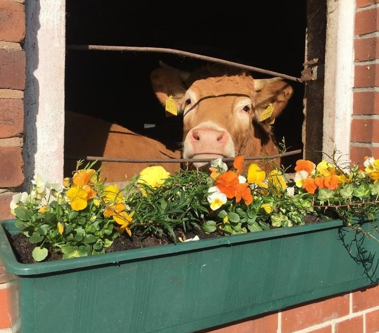 Wer schaut denn da? Hier kommt das 7. Bild der Auswahl des Fotowettbewerbs "Land(wirtschaft) im Frühling" 💐🚜. Den neug…