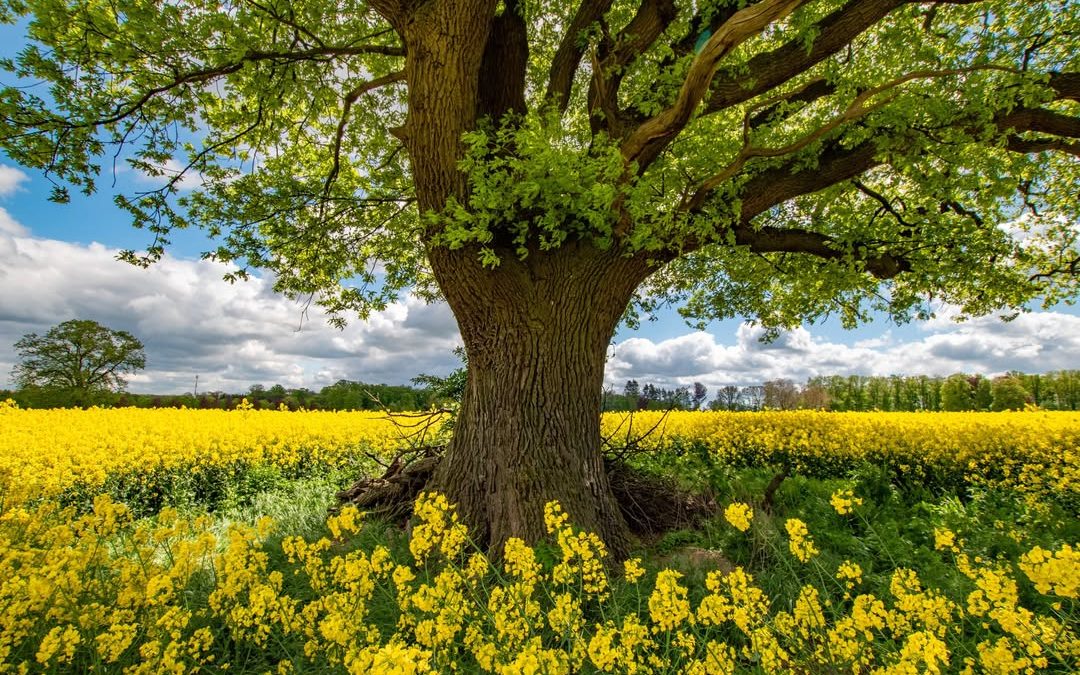 Bild Nr. 4 vom Fotowettbewerb "Land(wirtschaft) im Frühling" 💐🚜. Fotografin Sabine hat den Baum als Feldelement in ein…