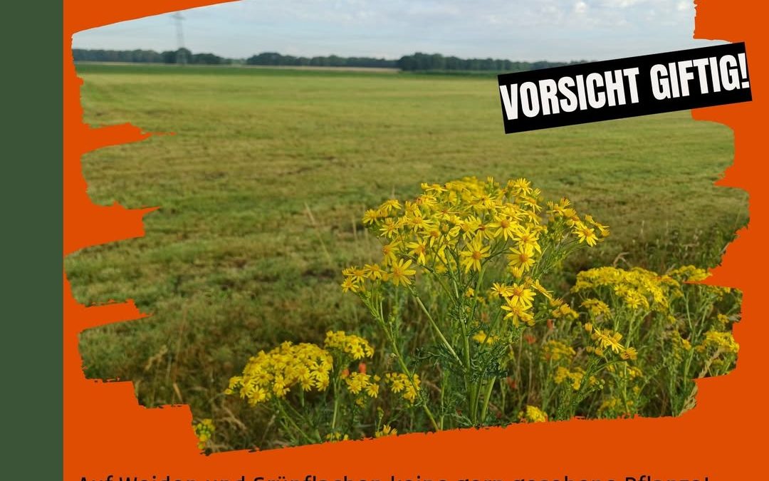Es blüht wieder – das Jakobskreuzkraut, kurz JKK. Auf Weiden und Grünflächen sollte die Giftpflanze konsequent bekämpft …