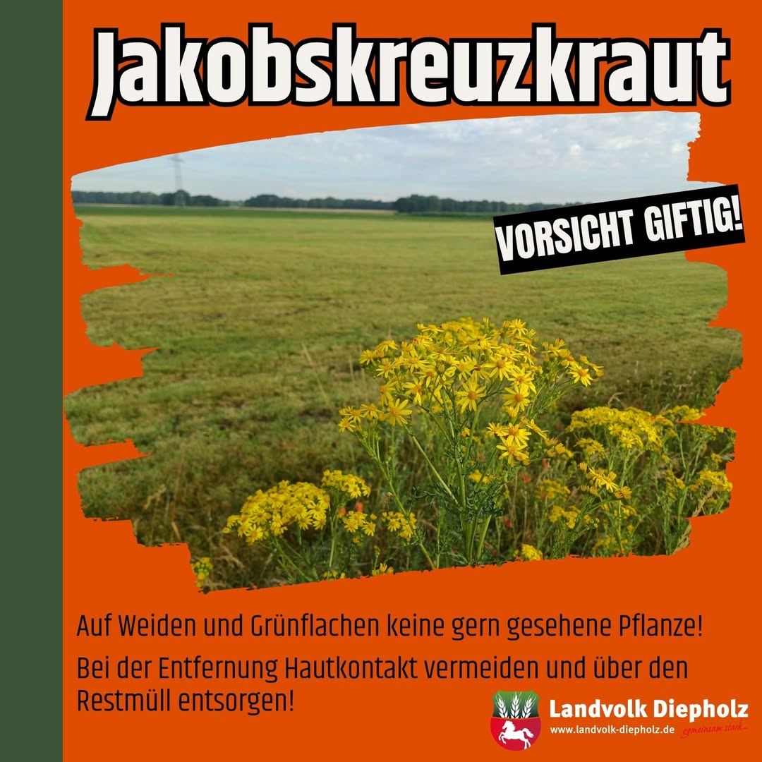 <a href="https://www.instagram.com/p/DbAP1UJEeIQ" target="_blank">Es blüht wieder – das Jakobskreuzkraut, kurz JKK. Auf Weiden und Grünflächen sollte die Giftpflanze konsequent bekämpft …</a>
