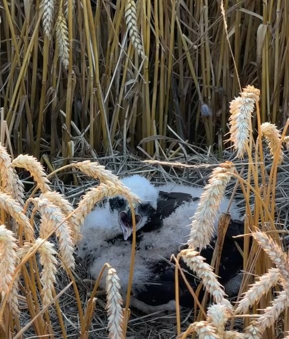 Fund im Getreidefeld 🌾: Wer reißt denn da den Schnabel auf? 🦅 In Staffhorst hat ein aufmerksamer Landwirt dieses Nest …