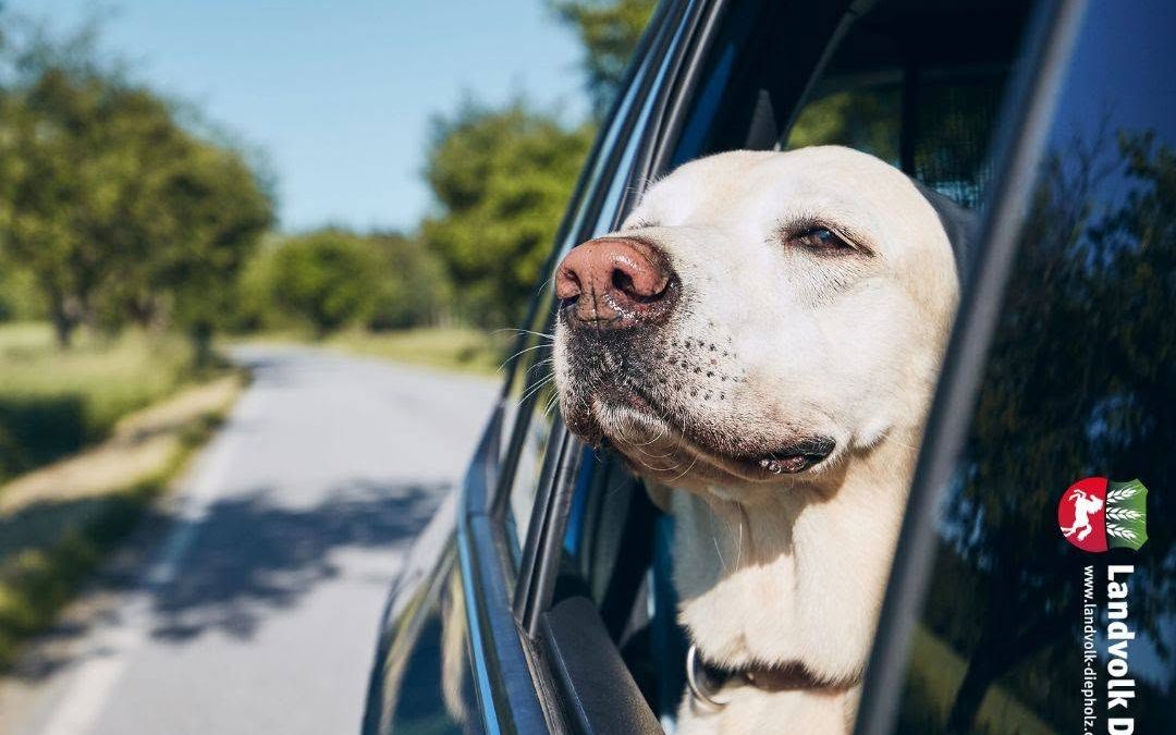 Und immer die Nase im Wind! 😉🐶 #Hofhund #Ernte2026 #Landwirtschaft #OKF