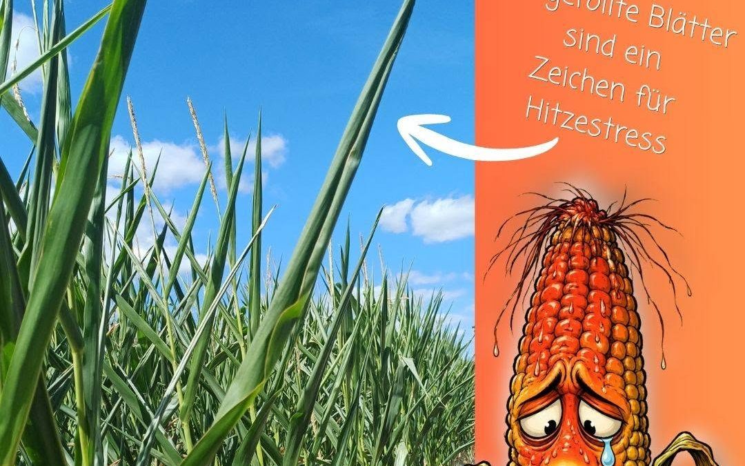 Like Mais in the sunshine… Hitze und Trockenheit sind zurzeit zu viel für unseren Mais. Er zeigt deutliche Anzeichen v…