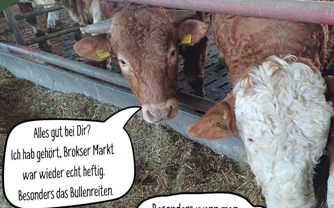 Wer da war, kann es sicher nur bestätigen… 😉 #BrokserMarkt #Partyhard #Bullenreiten