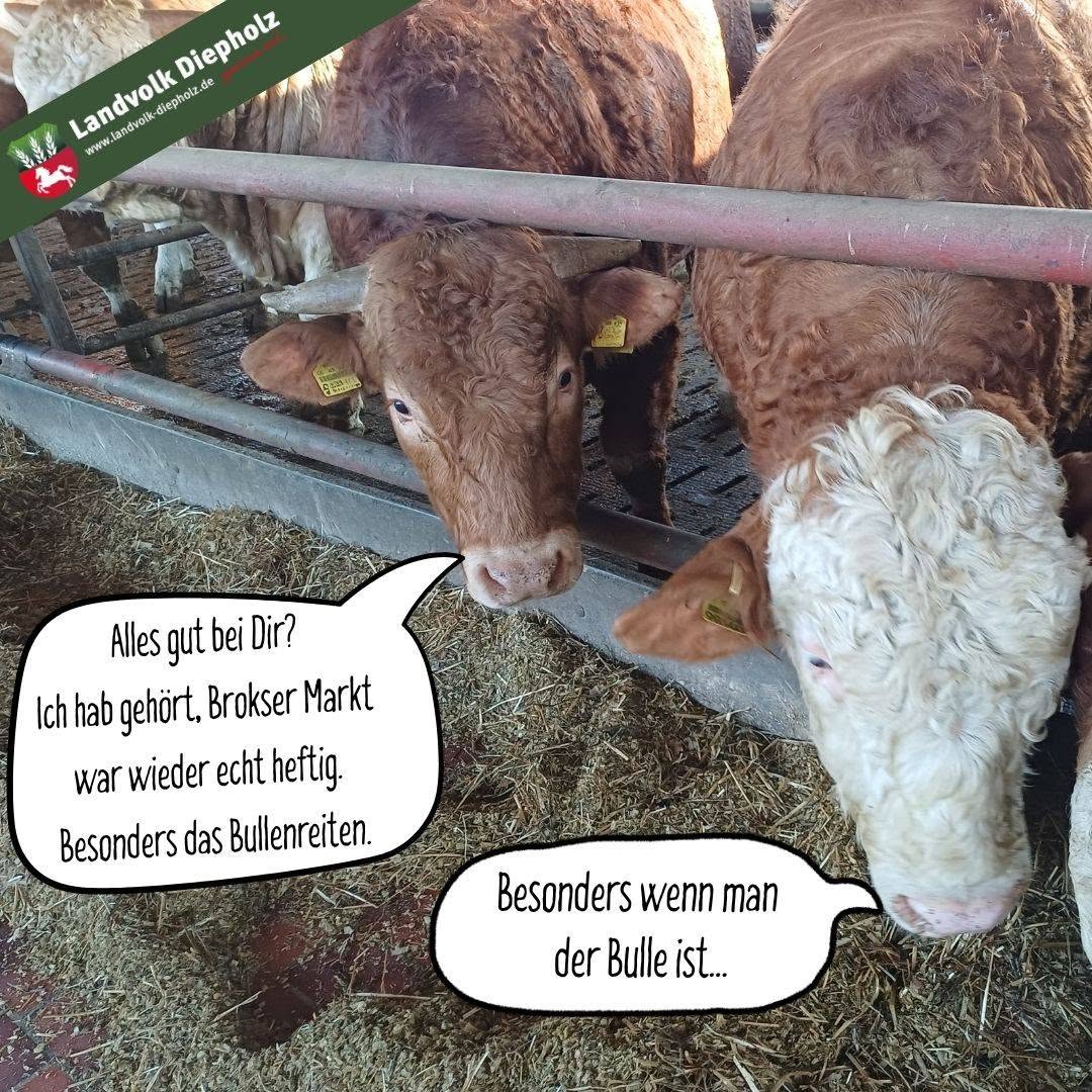 <a href="https://www.instagram.com/p/Dcfk9CHlAHi" target="_blank">Wer da war, kann es sicher nur bestätigen… 😉 #BrokserMarkt #Partyhard #Bullenreiten</a>